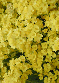 Aurinia (Alyssum) saxatilis 'Gold Ball'